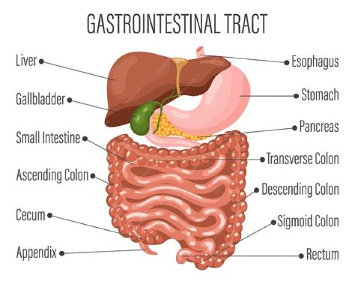 A Comprehensive Guide to Austin Gastro: Understanding Gastroenterology in Austin