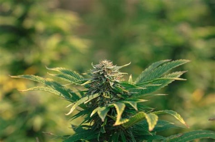 Discover Polaris Cannabis: The Ultimate Source for Your Cannabis Needs