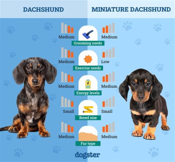 Discover the Charm of the Miniature Dachshund: A Complete Guide