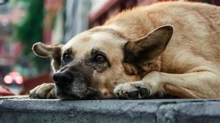 Discover the Fascinating World of Skirby Dogs: Your Ultimate Guide
