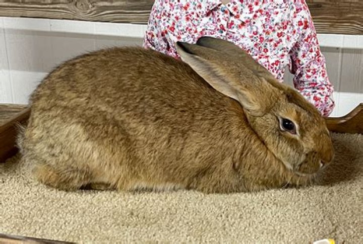 Discovering Flemish Rabbits for Sale Near Me