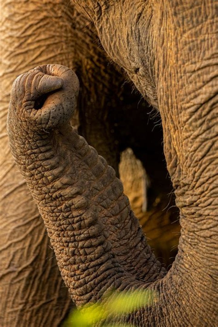 Discovering the Charm of the Elephant's Trunk in Connecticut
