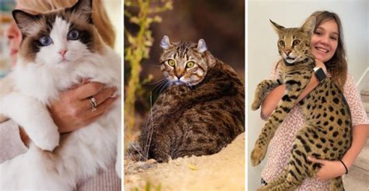 Discovering the Enigma of the Giant Domestic Cat