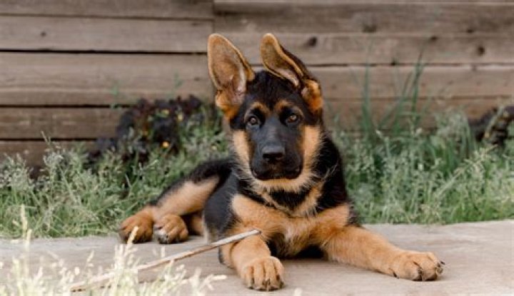 Discovering the German Sephard Puppy: A Unique Canine Companion