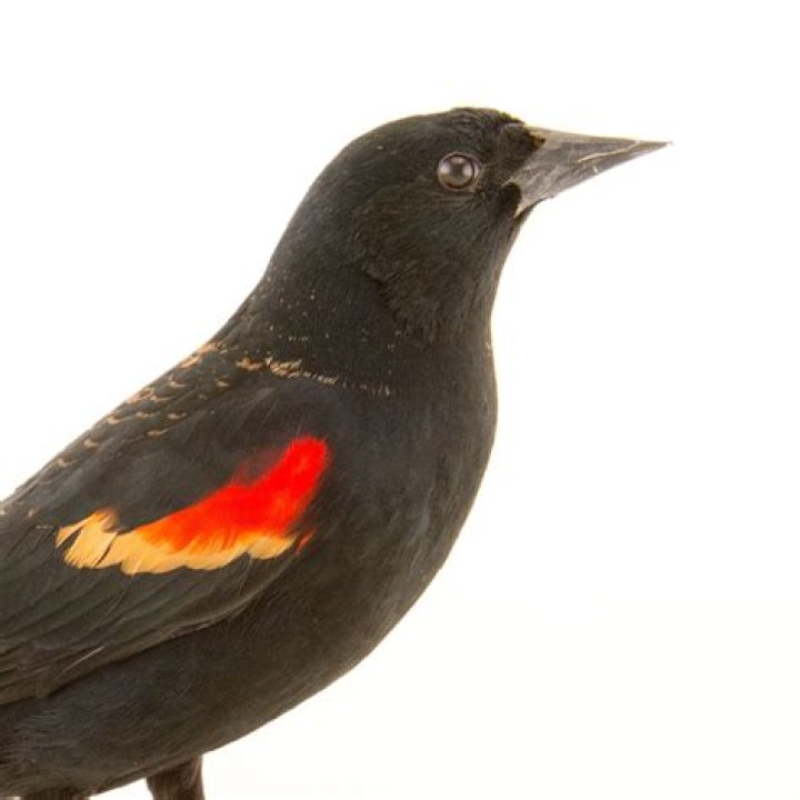 Discovering the Melodic World of Bird Calls: Red-Winged Blackbird