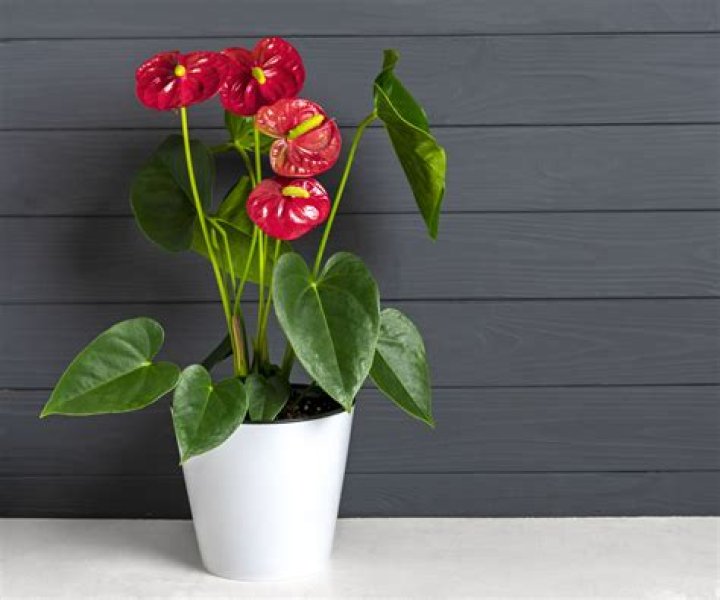 Emma Anthurium Age: The Rising Star You Need to Know About