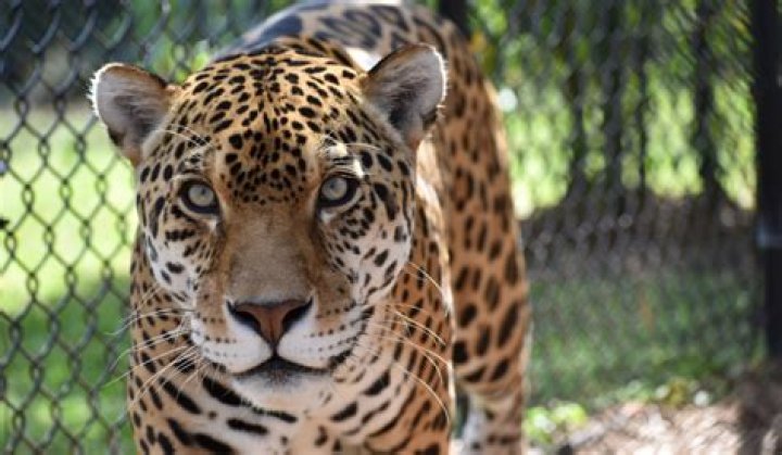 Exploring Panther Ridge Conservation Center: A Sanctuary for Big Cats
