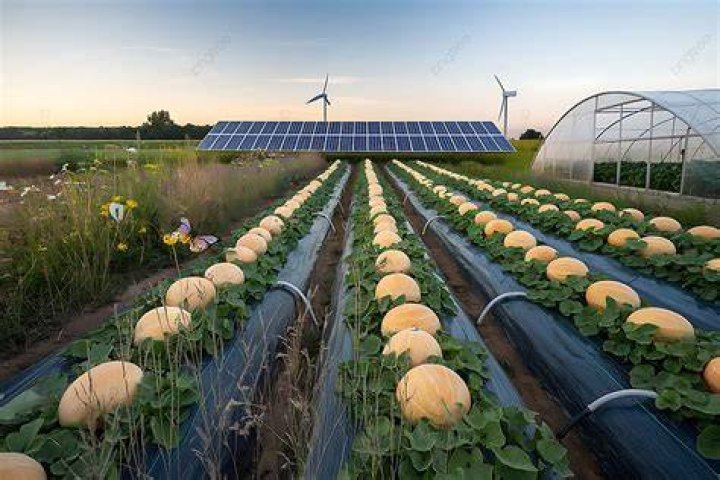 Exploring Salomelons: The Future of Sustainable Melon Farming