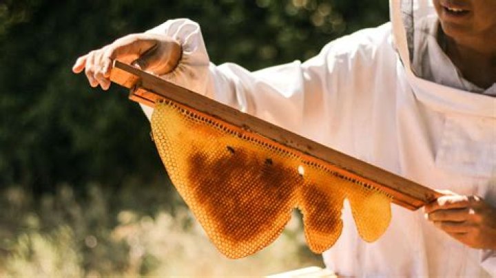 Exploring the Sweet Delights of Honeycomb Hamilton MA