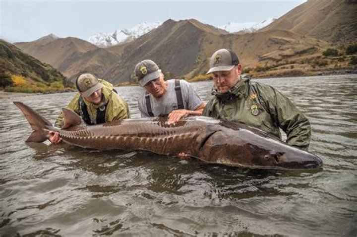 I Am a Sturgeon: Understanding the Ancient Fish of the World