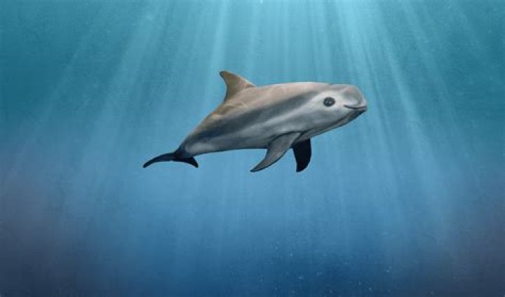 La Vaquita 2: The Future of Conservation for the World's Rarest Marine Mammal