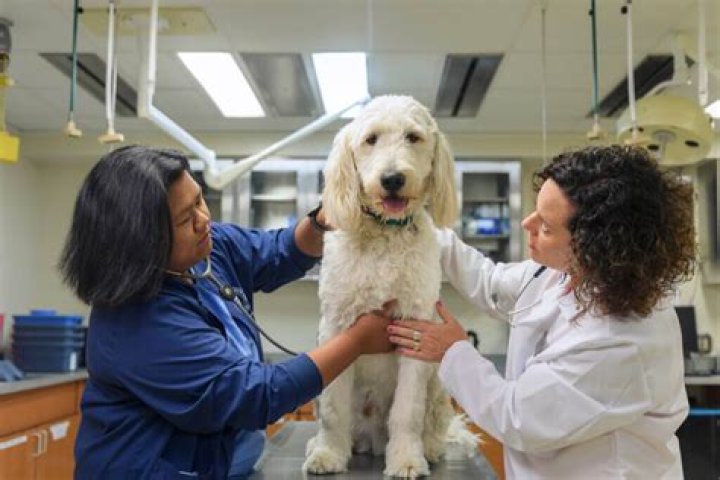Meet Mrs. Elfrieda Bernhard DVM: The Unsung Hero in the World of Veterinary Medicine
