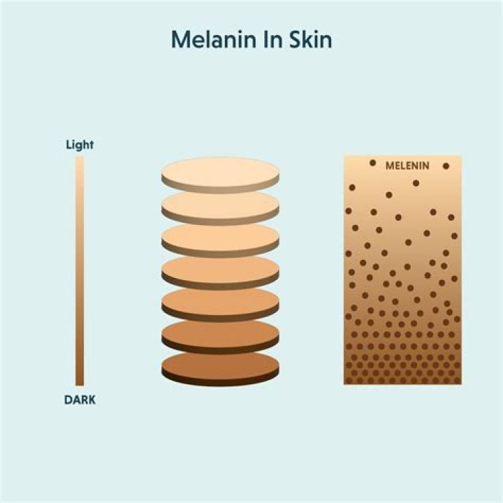 Melanin Daisy: The Fascinating World of Nature's Dark Beauty