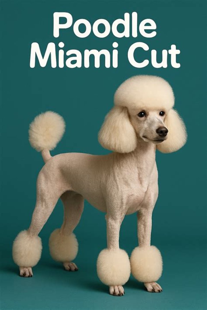 Miami Poodle Clip: A Chic Style for Poodles