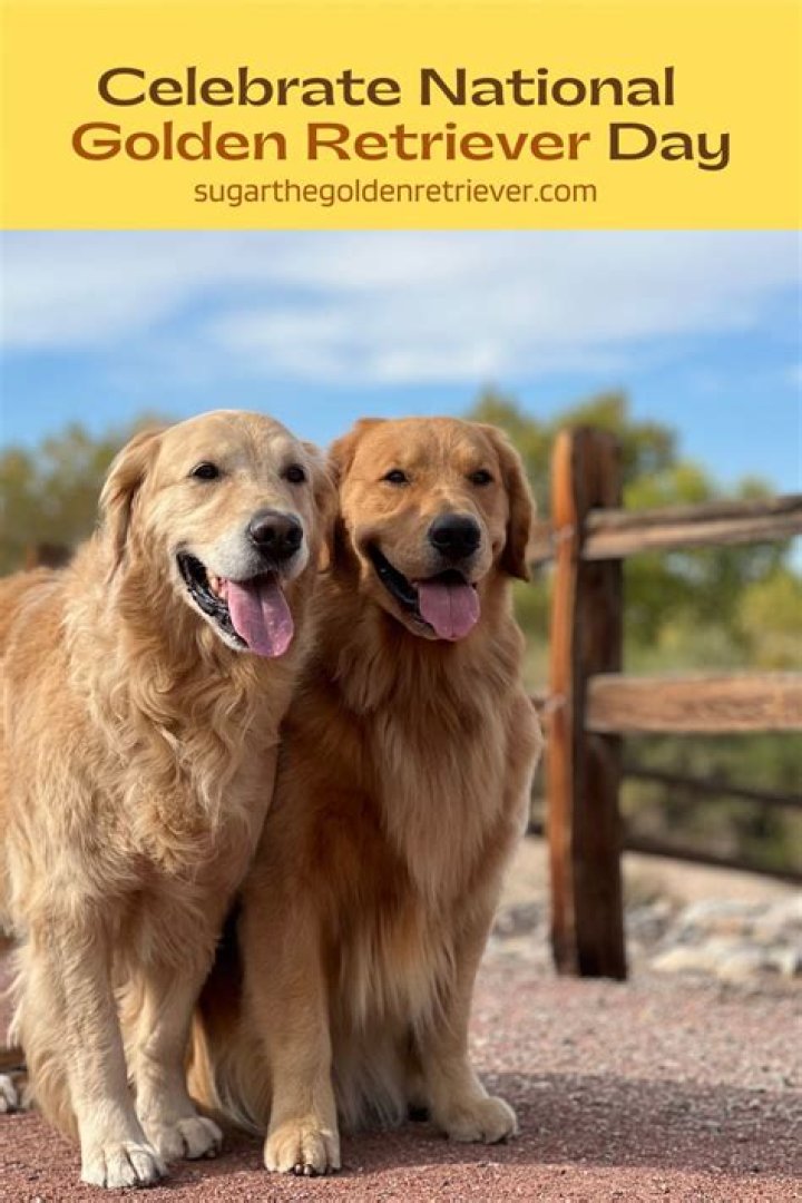 National Golden Retriever Day: Celebrating the Joy of Golden Retrievers