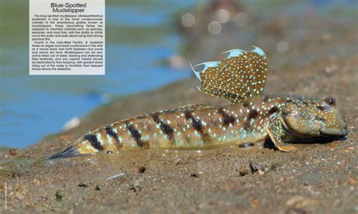 Odontamblyopus lacepedii: The Fascinating World of the Mudskipper Fish