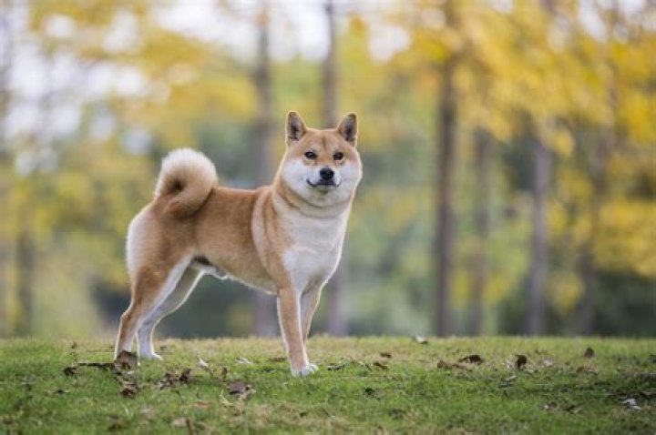 Shiba Inu Merch: Your Guide to Paw-some Products