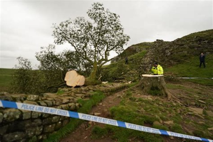 Sycamore Gap Tree Felling: A Deep Dive into the Controversy and Its Impacts