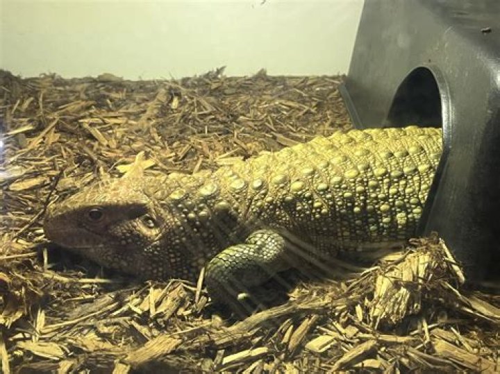 Twin Cities Reptiles: A Guide to St. Paul, MN's Scaly Residents