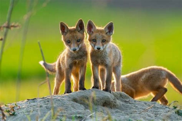 Two Babies One Fox Read: The Ultimate Guide to Nature's Cutest Story
