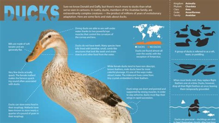 Ultimate Guide to Coal Ducks: All You Need to Know