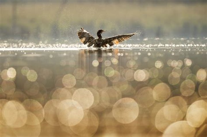 Understanding Robokeh: The Art of Bokeh Photography