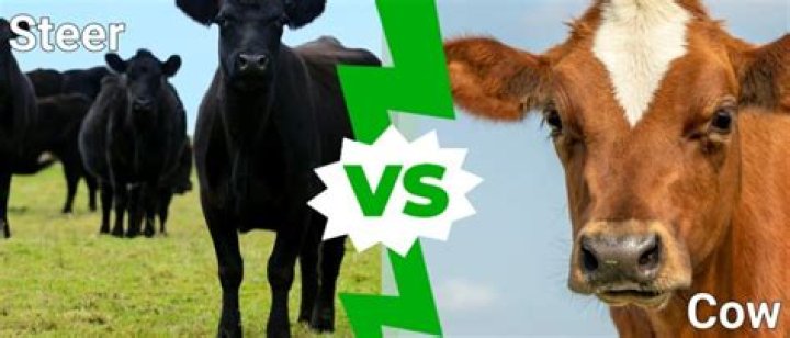 Understanding the Relationship Between Steer and Cow