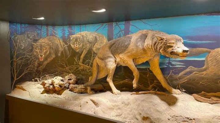 Understanding the Wolfs Head: History, Symbolism, and Cultural Significance