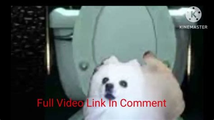 Unleashing Joy: The Skirby Dog Video Full Experience