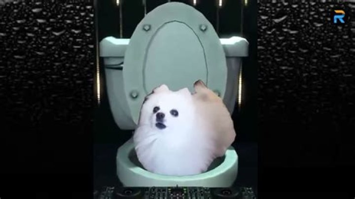 Unleashing the Charm: The Fascinating World of Imskirby Dog Videos