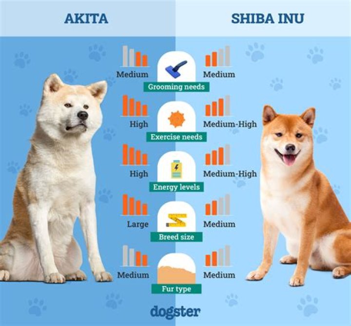 Unleashing the Loyal Shiba Inu: A Guide to Your Service Dog Partner