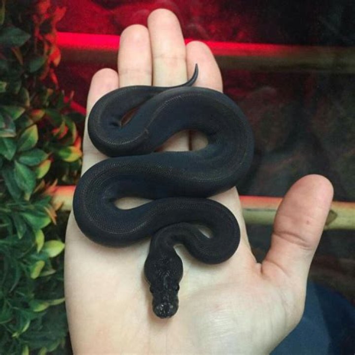 Unveiling the Mysteries of the Black Python Snake